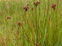 Luzula congesta 2, Dichte veldbies, Saxifraga-Ed Stikvoort